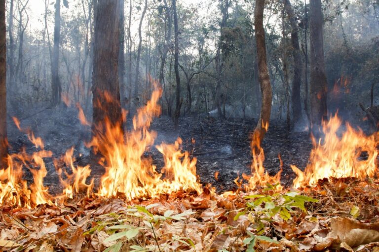 Елімізде 12 табиғи өрт пен жану сөндіріліп жатыр