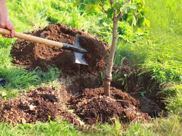 «Отбасы ағашы» республикалық акциясы өткізіледі