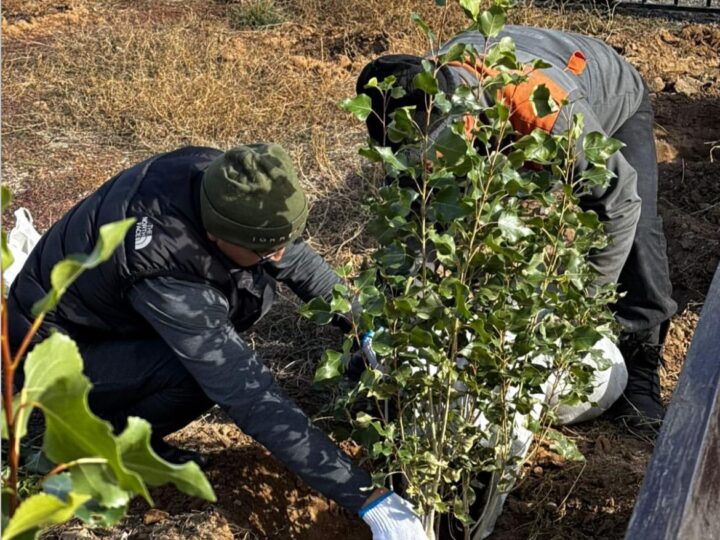 ЖАҢААРҚАДА ЖАЛПЫАУДАНДЫҚ СЕНБІЛІК АЯСЫНДА 450 ТҮП АҒАШ ОТЫРҒЫЗЫЛДЫ