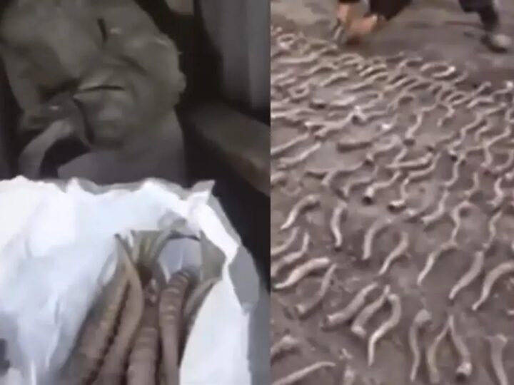 Жезқазған тұрғынының үйінен 300-ден аса киіктің мүйізі табылды