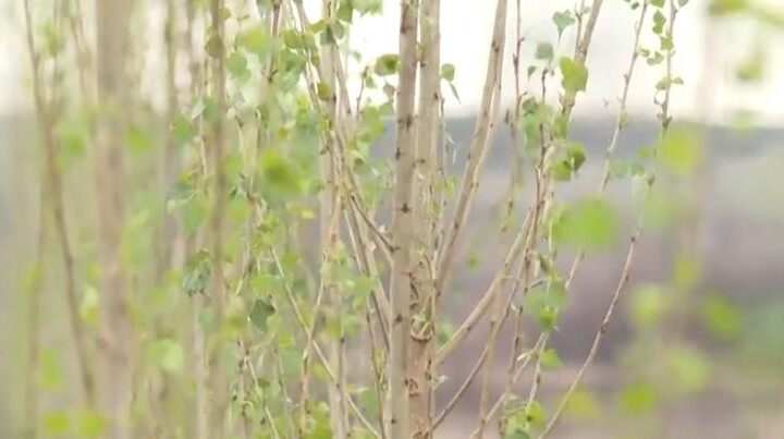 Проект по озеленению реализуют в Сатпаеве