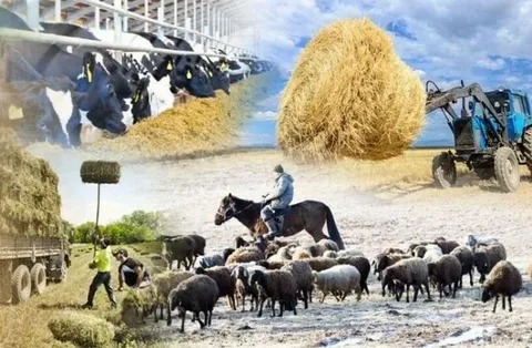 2026 жылдан бастап шаруа және фермер қожалықтарына салық салу тәртібі өзгереді