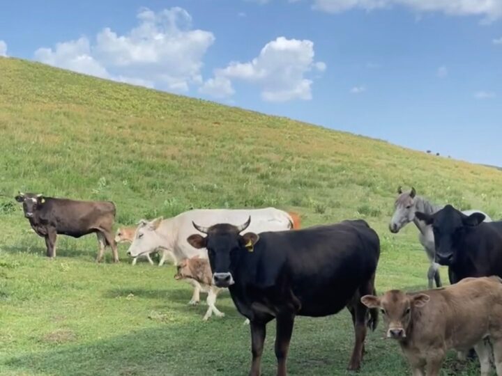 Нұрбол Қалиев: «Ауыл аманаты» жобасы – тұрақты табысқа жол ашты